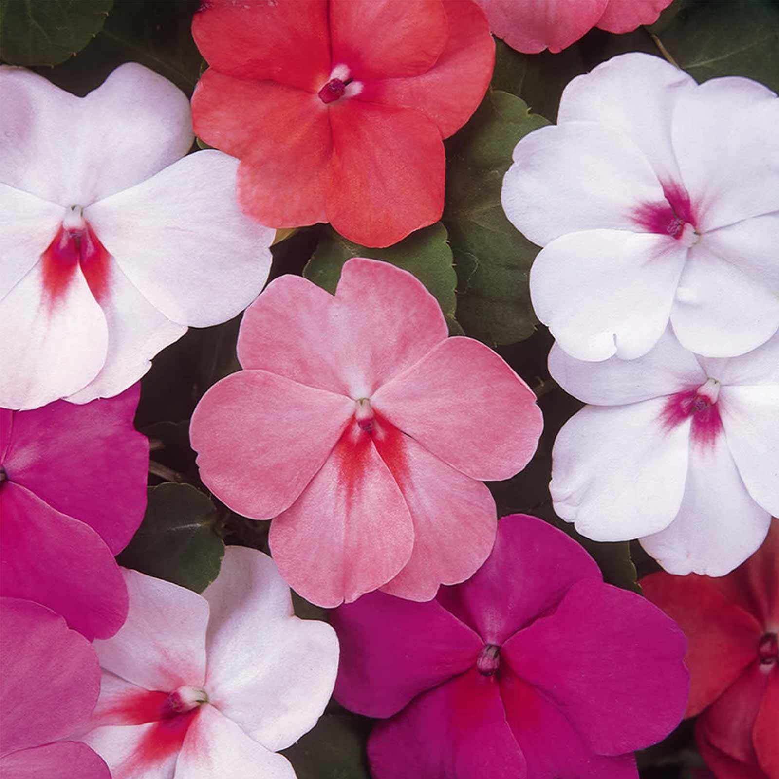 Impatiens Flower Garden Seeds F1 Dazzler Series Peacock Mix 500