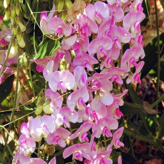 Outsidepride Sweet Peas Pearl Pink - 500 Seeds