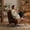 Caramel Brown, variant on Vinform Sling Accent Chair, Modern Arm Chair with Removable Cushion, Metal Frame for Living Room, Blue