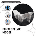 thumbnail image 5 of Life Size Female Pelvis Model, Hip Model - Anatomy Bone Pelvic Anatomical, 5 of 9