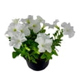 thumbnail image 3 of Planta petunia en maceta, 3 of 4