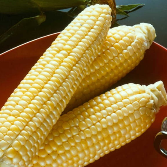 Sugar Buns Hybrid Corn Garden Seed - 1 Lb - Non-GMO, Sugary Enhanced (SE), Vegetable Gardening Seeds - Yellow Sweet Corn