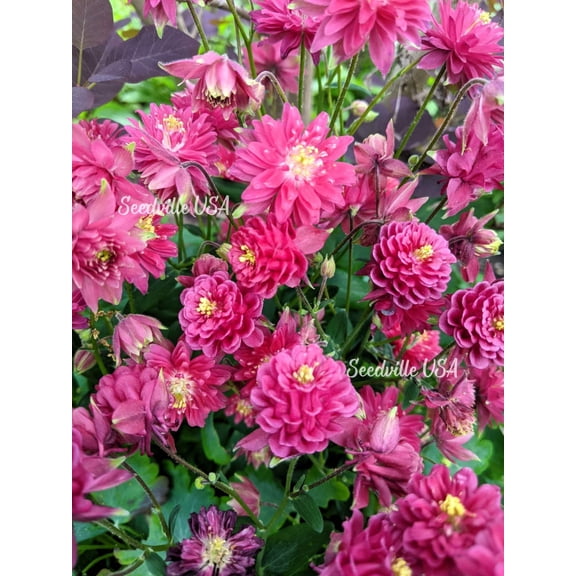 50 Clementine RED DOUBLE COLUMBINE Aquilegia Vulgaris Flower Seeds