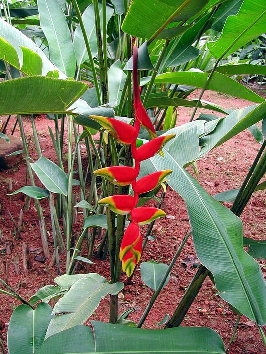 Flower Sri Lanka Exotic Exotic Plant Heliconia Red20 Inch By 30 Inch