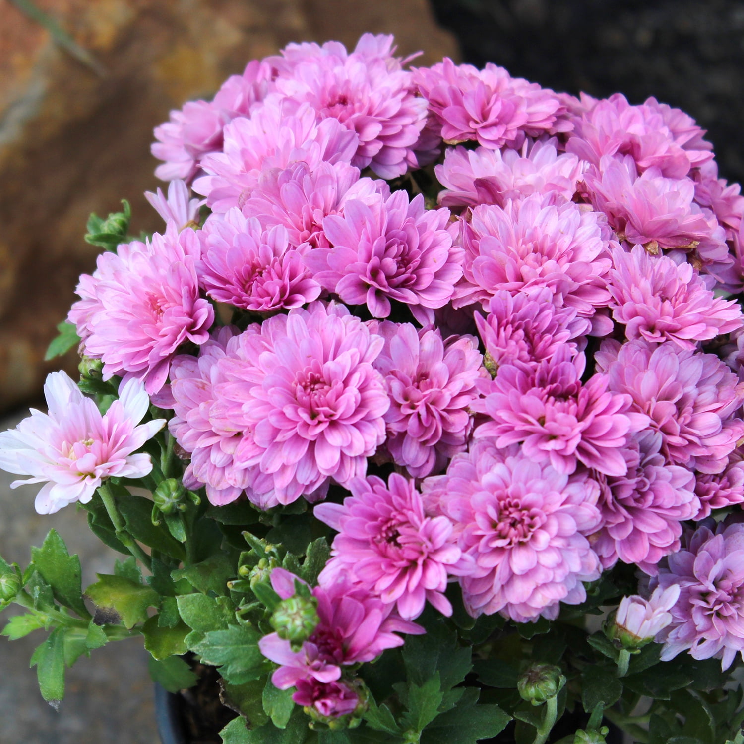Better Homes & Gardens 1.5G Pink Mum Live Plant Hanging Basket Full Sun