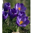 thumbnail image 3 of Flower Record Giant Crocus 15 Bulbs - 8/9 cm Bulbs, 3 of 4