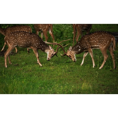 LAMINATED POSTER Natural Environment Wildlife Deer Fight Animal Poster Print 24 x (Best Wild Animal Fights)