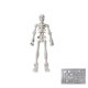 thumbnail image 2 of Herunwer Mummy13 Magnetic Skull Joint Multi-Joint, 2 of 7