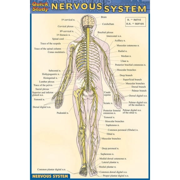 Pre-Owned Nervous System (Other)