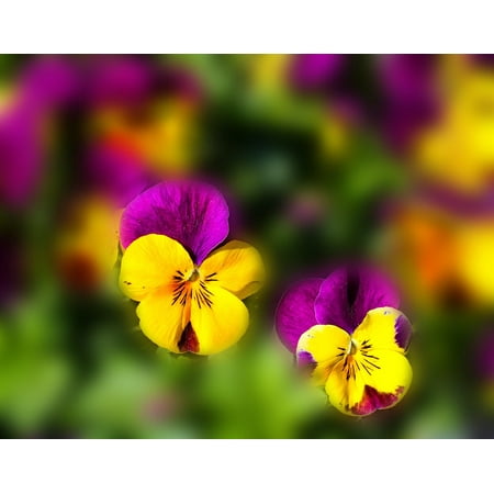 LAMINATED POSTER Spring Flowers Yellow Color Pansy Poster Print 24 x