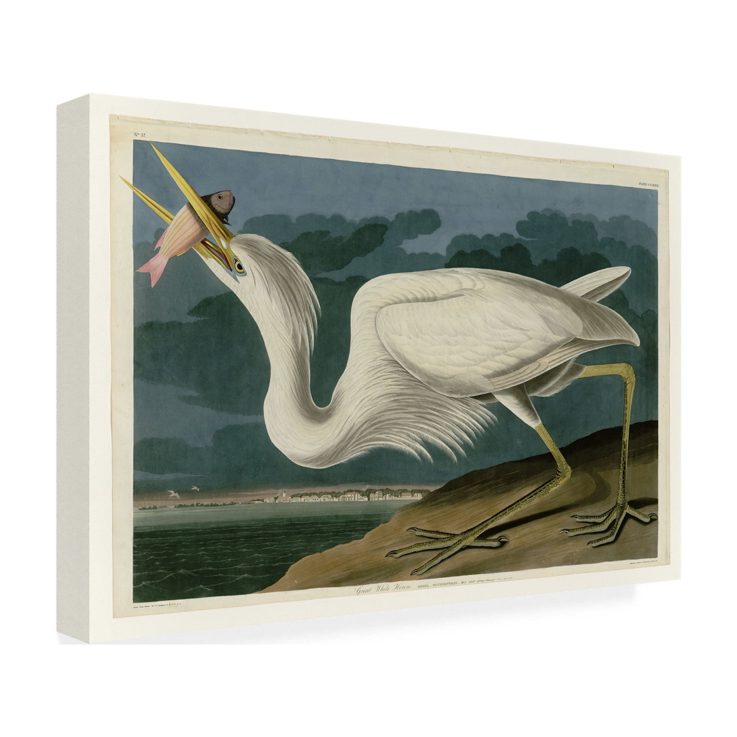 John James Audubon 'Great White Heron' Canvas Art