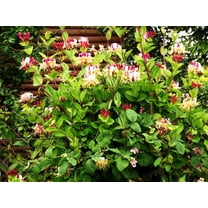 Live Shrub Plants - Winter Honeysuckle + Lonicera Fragrantissima - [Qty ...