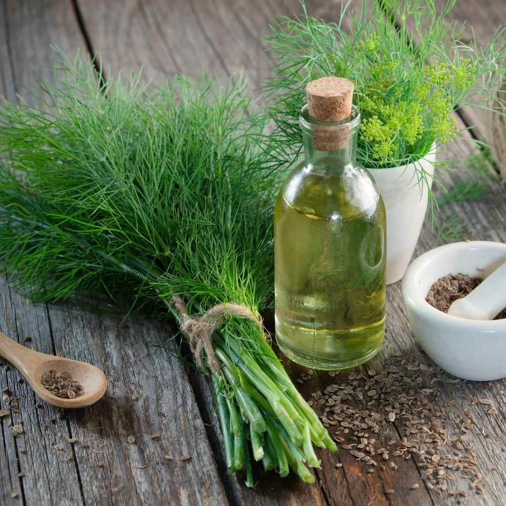Dill Seeds - Dill Weed Herb Seed - 1 LB
