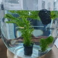 thumbnail image 2 of 16lots Corrosions Resistant Plant Container Aquariums Planting Basket, 2 of 19