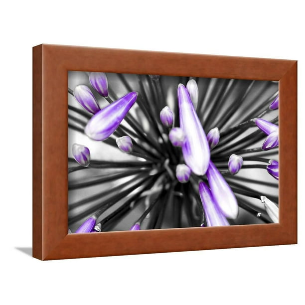 Purple Flower Framed Print Wall Art By PhotoINC