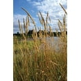 thumbnail image 2 of Moore, Brian 23x32 Gold Ornate Wood Framed with Double Matting Museum Art Print Titled - Through the Grass I, 2 of 4