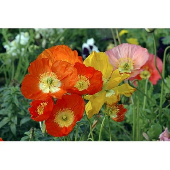 Iceland Poppy Gartford Giants Couleurs Mixtes