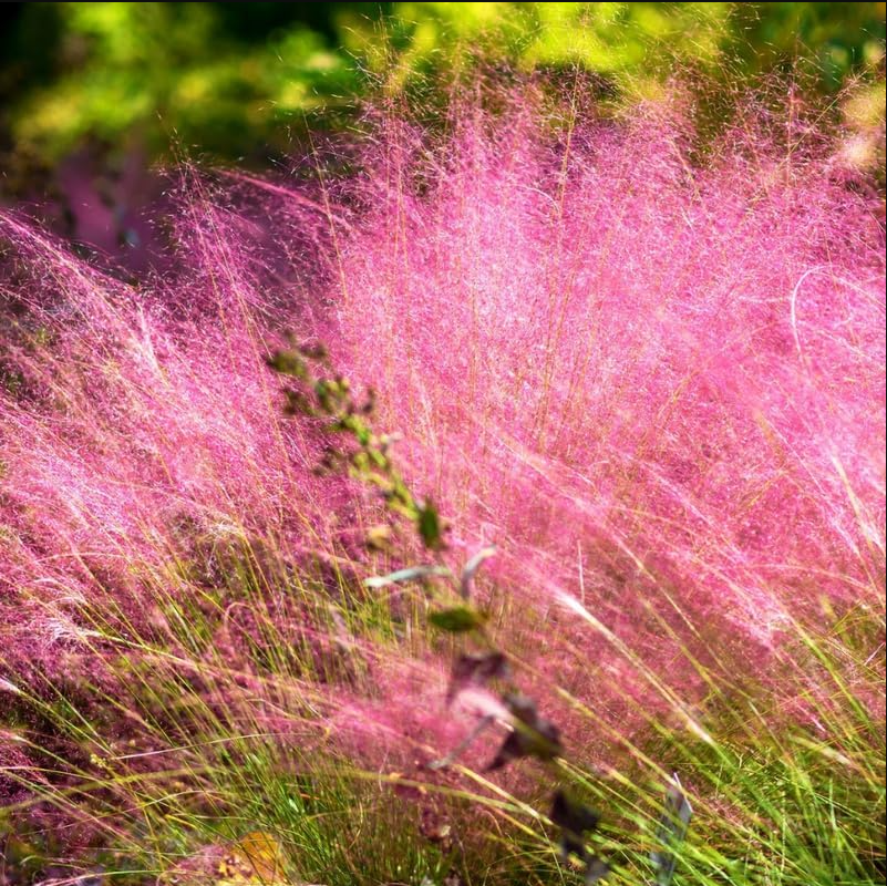 Muhly Grass Pink Live Starter Plant for Planting, Ornamental Grass Live Plant for Growing Indoor, Outdoor, 4 to 6 Inch Tall, Ship No Pot