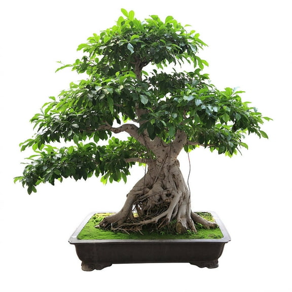 20 seeds -Banyan Fig Tree -Ornamental Tropical Plant- RARE Standard or Container - Ficus benghalensis