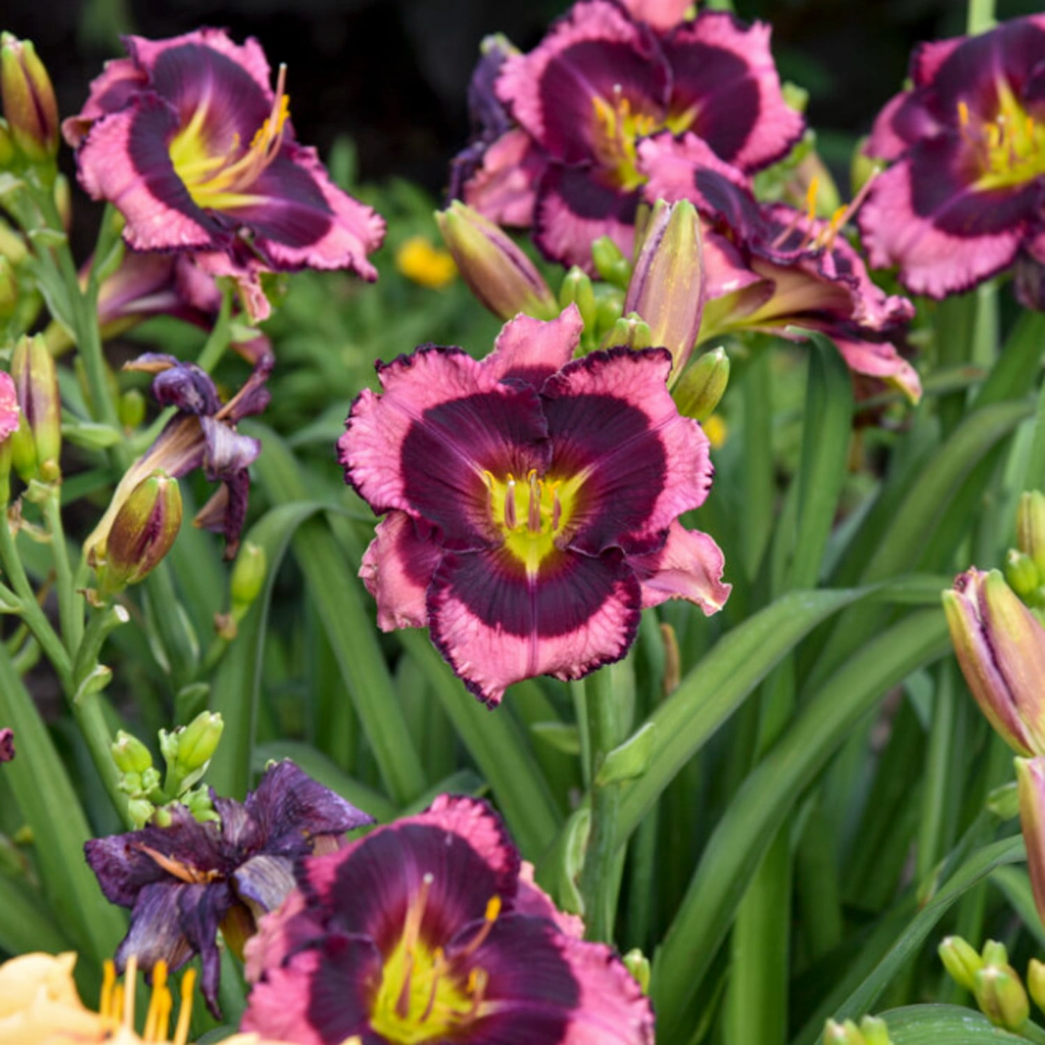 Proven Winners 6" Purple Rainbow Rhythm 'Storm Shelter' Daylily Live Plant in 6.5" Pot