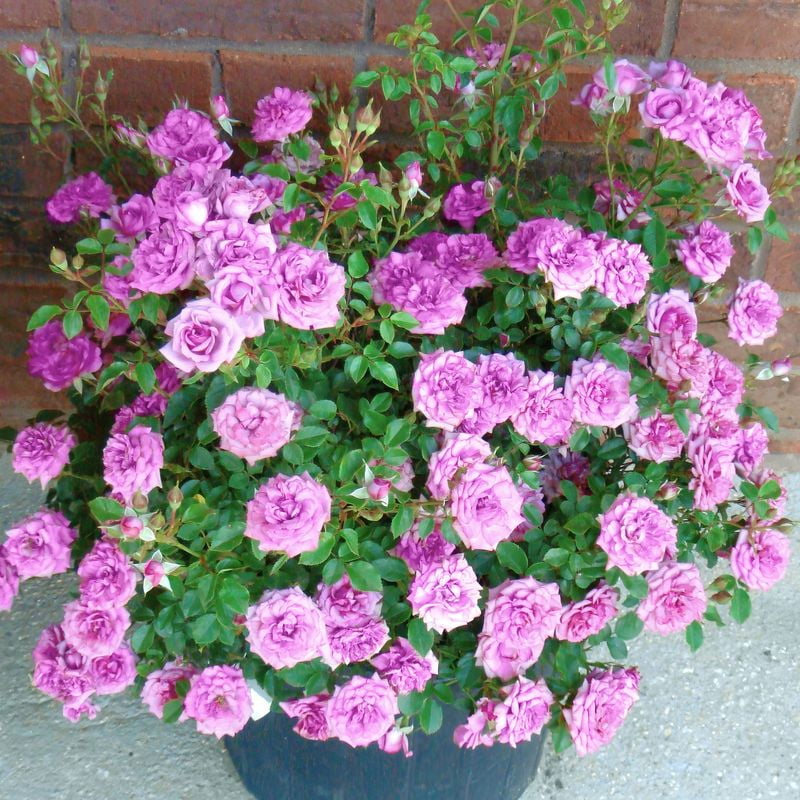National Plant Network 2.5 in. Rose Lavender Jewel Live Shrub with Full Sun (3-Pack)