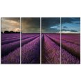 thumbnail image 2 of Lavender Field and Dramatic Sky - Floral Canvas Art Print, 2 of 3