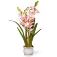 thumbnail image 1 of Orchidées Roses Pâles en Pot avec Base en Céramique Blanche, 1 of 1