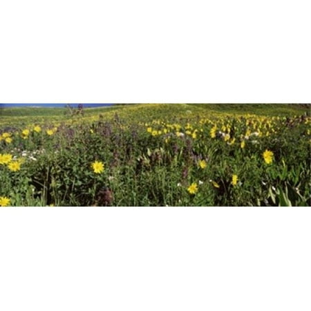 Panoramic Images Wildflowers in a field West Maroon Pass Crested Butte Gunnison County Colorado USA Poster Print by Panoramic Images - 36 x 12