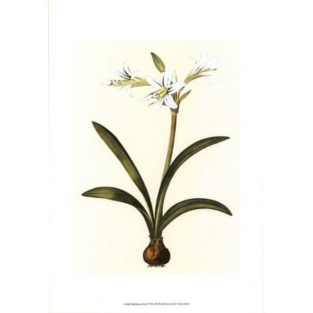 Belladonna Two Light - Belladonna Lilies II Poster Print by Vision studio (13 x 19)