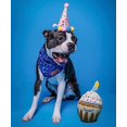 thumbnail image 3 of Juguete de cumpleaños para perros: pastel de cachorro, cupcake de peluche, chirrido y arrugado., 3 of 4