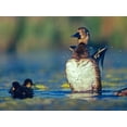 thumbnail image 2 of Fitzharris, Tim 18x15 Gold Ornate Wood Framed with Double Matting Museum Art Print Titled - Lesser Scaup Female and Young, 2 of 4