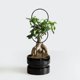 thumbnail image 4 of unbranded Estructura De Hierro Para Plantas Trepadoras Soporte Negro Para Macetas Interior Y Exterior, 4 of 8