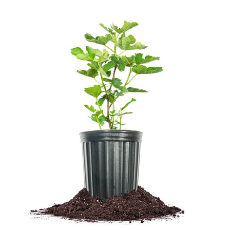 Perfect Plants LSU Fig 1 Gallon