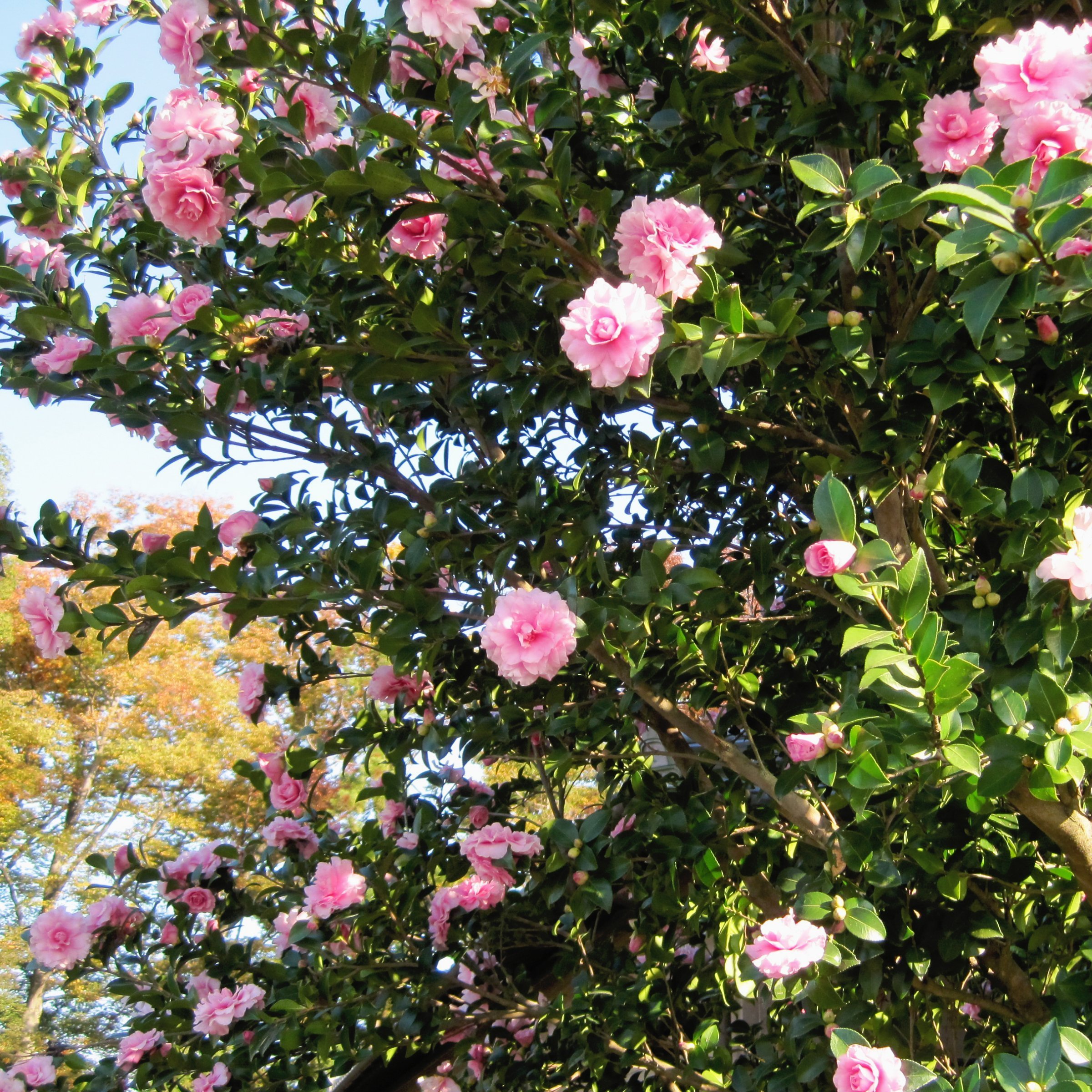 National Plant Network 1 gal. Camellia Sasanqua Dream Weaver Shrub