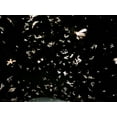 thumbnail image 5 of Enforcer BugMax Home Pest Control - EBM128 (Case of 4) - Kills Roaches, Ants, Fleas, Ticks, termites, Carpenter Ants, Brown Recluse Spiders, Black Widows, Carpenter Bees and Bedbugs, 5 of 8