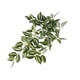 thumbnail image 5 of Billuyoard Plantas falsas Decoración para el hogar Mini planta artificial Flor Púrpura Hoja de ceja Hojas colgantes Vine Boda Banquete Cocina blanco verde 2Conjunto, 5 of 6