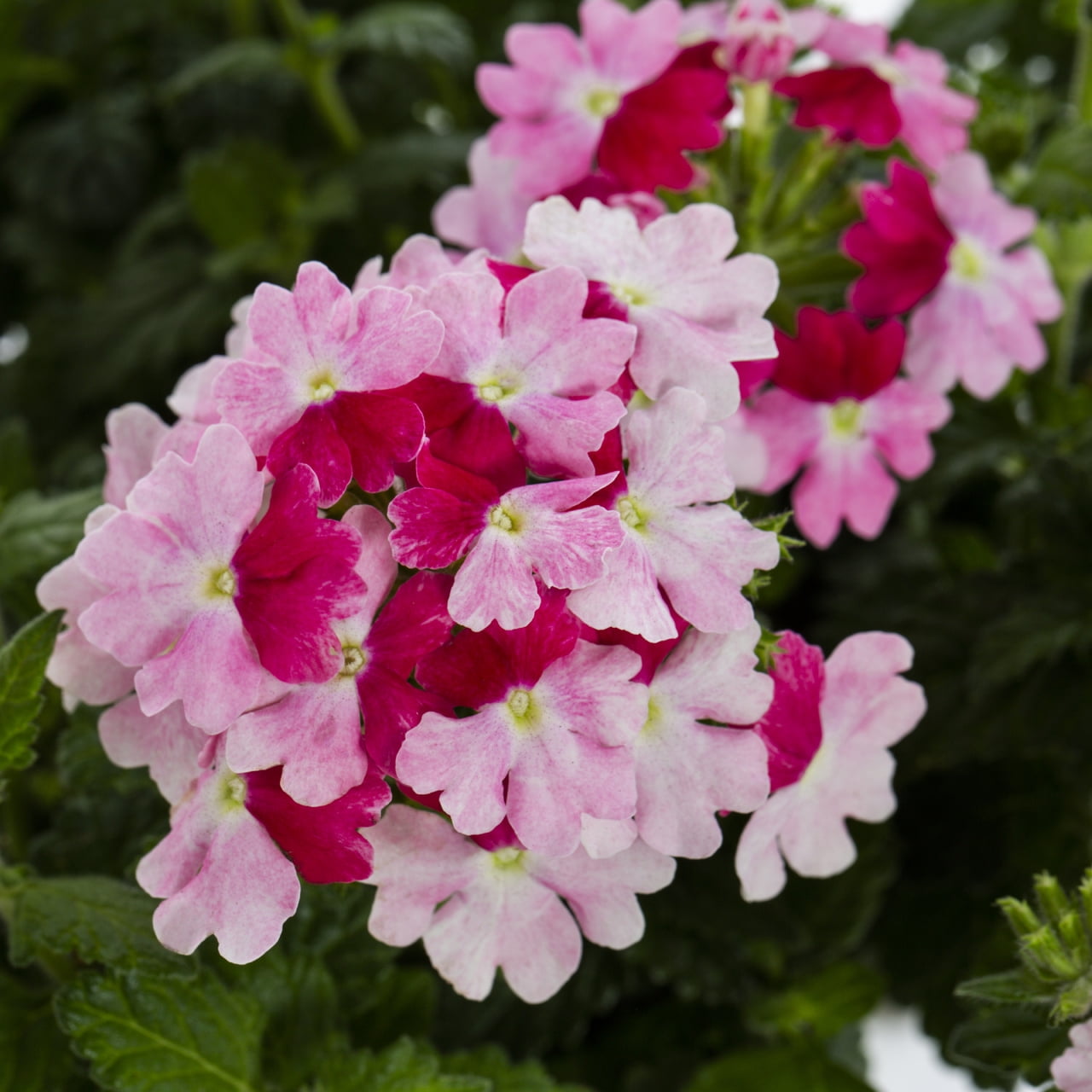 Proven Winners 1.5PT Multicolor Rose Verbena Live Annual Plant Sun 5-Pack