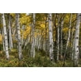 thumbnail image 2 of Head, Danny 18x13 Gold Ornate Wood Framed with Double Matting Museum Art Print Titled - Autumn Grove II, 2 of 4