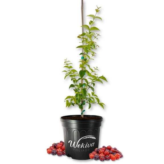 Suriname Cherry Tree - Live Plant in a 3 Gallon Growers Pot - Eugenia Uniflora - Beautiful Edible Fruit Bearing Tree for Patio and Garden