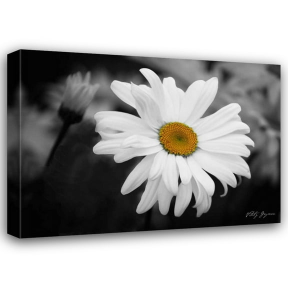 Vitaly Geyman 18x14 Gallery Wrapped Canvas Wall Art Titled - Daisy I BandW