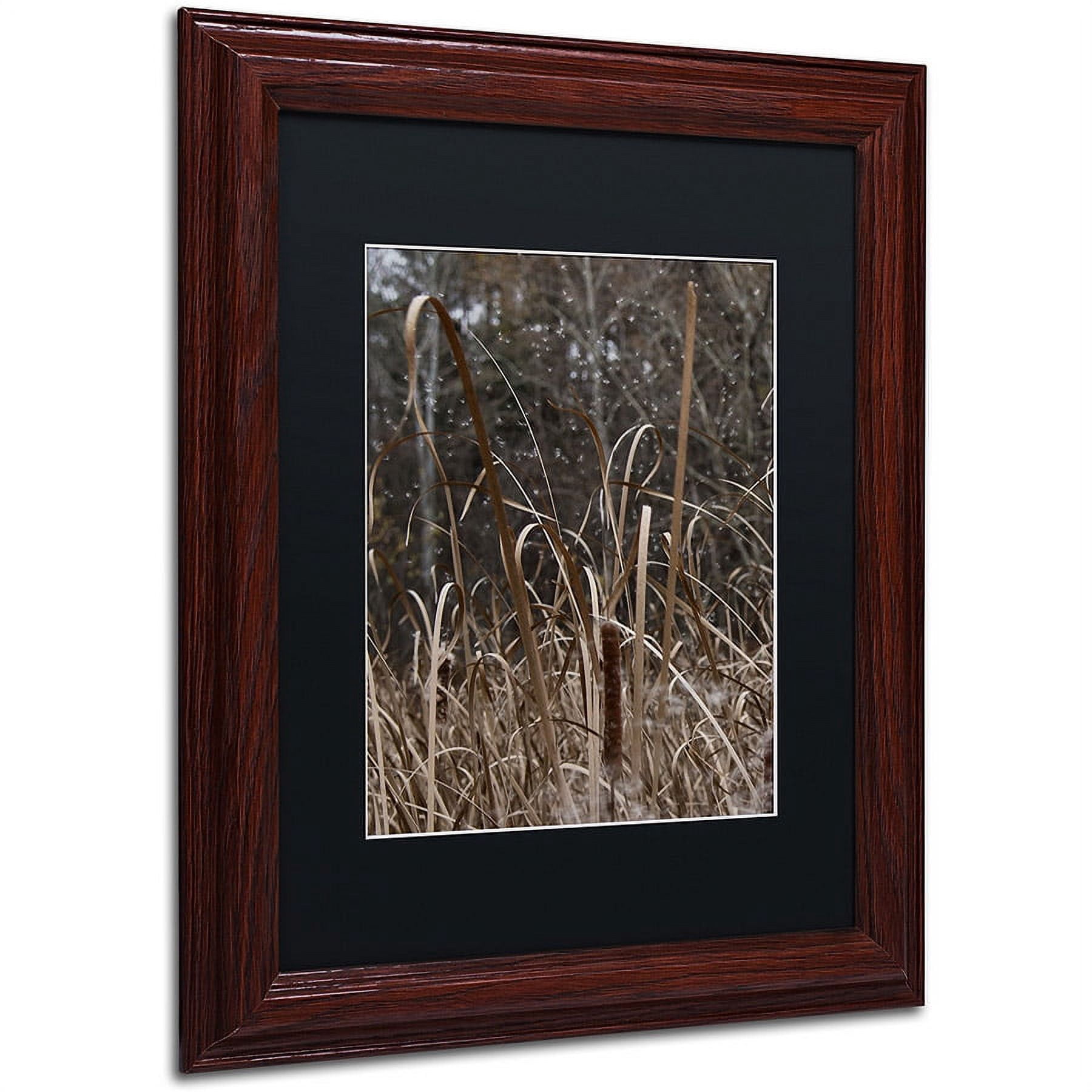 Trademark Fine Art "Cattail Seeds in Flight" Canvas Art by Kurt Shaffer, Black Matte, Wood Frame