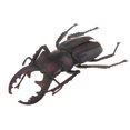 thumbnail image 3 of Juguete modelo animal del para lección de ciencia de CUTICAT Juguete realista de insectos naturales, 3 of 8