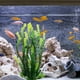 thumbnail image 1 of Xihbxyly Decoración de Césped para Acuario, Plantas de Plástico Vibrantes, Diseño de Base de Piedra, Fácil de Limpiar, para Agua Dulce y Salada, Accesorio Decorativo para Peceras, Incluye 1 Pieza, 1 of 3