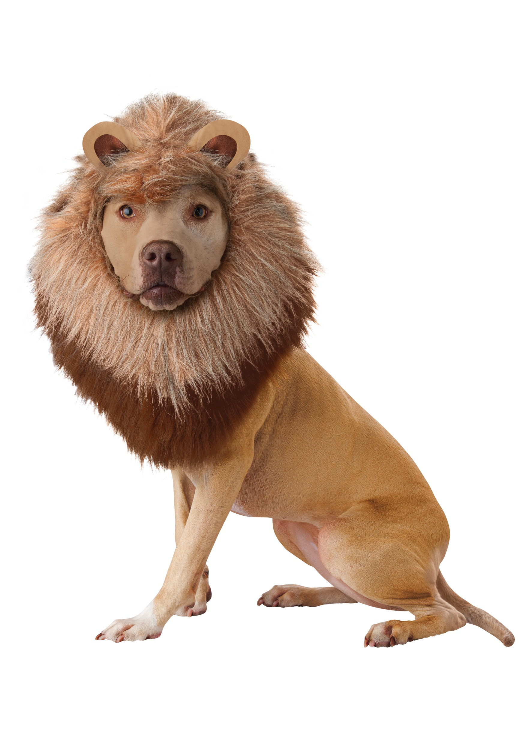 Lion Pet Costume - image 1 of 1