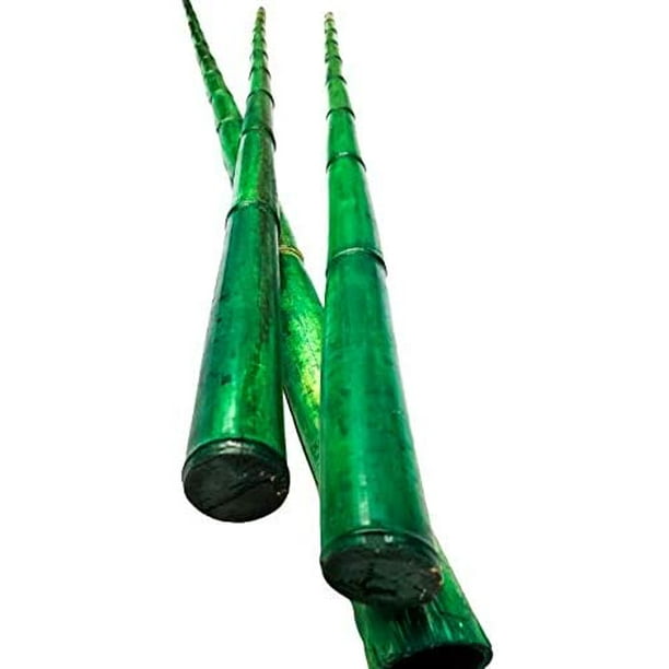 Natural Thick Bamboo Stakes About 6 Feet Tall 1.5 Inch Diameter Pack