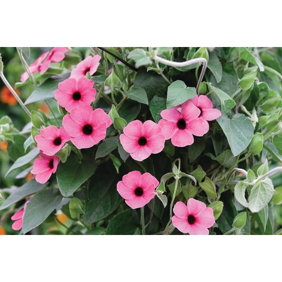 Arizona Rose Black Eyed Susan Vine - Thunbergia - Shades of Rose -2.5" Pot