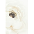 thumbnail image 2 of 1x Studio III 23x32 Gold Ornate Wood Framed with Double Matting Museum Art Print Titled - White Flower 01, 2 of 4