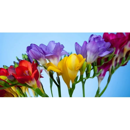 Freesia Flower Bulbs for Spring Planting - Mixed Colors for Bouquets - Large Healthy Bulbs Ship from Iowa - Great for Container or Outdoor Growing (10 Bulbs)