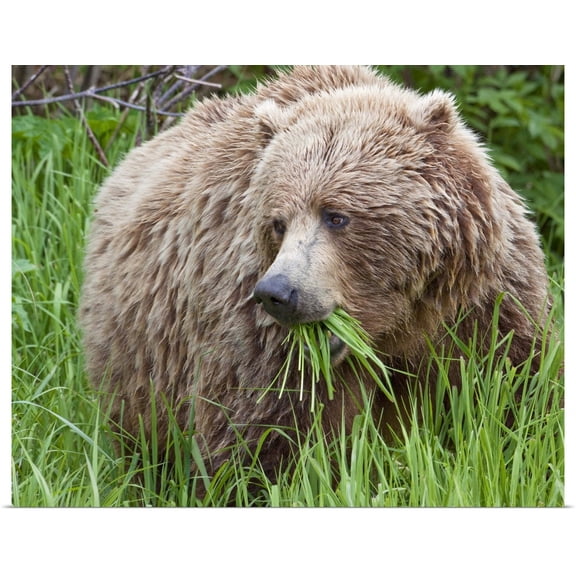 Great BIG Canvas | Rolled Ken Baehr Poster Print entitled A female Brown Bear feeds on sedge grasses near the shore of Geographic Harbor