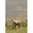 thumbnail image 2 of Illg, Cathy and Gordon 23x32 White Modern Wood Framed Museum Art Print Titled - Wyoming, Carbon County Wild horse mare and colt, 2 of 4